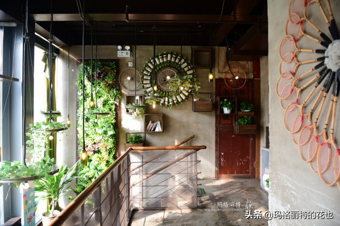 网红餐厅“胡桃里”的绿植布置|行摄
