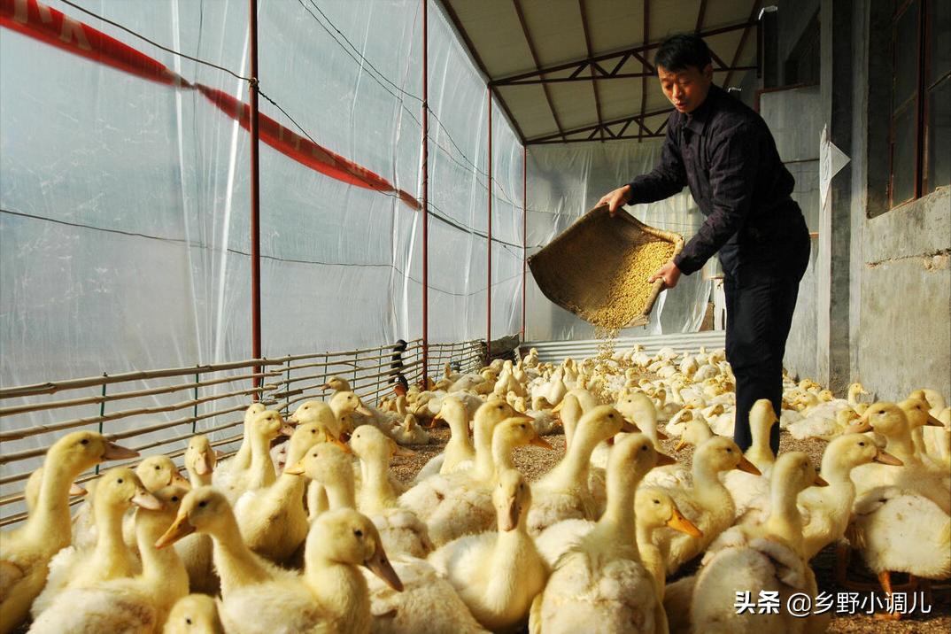 鸭子怎样喂才会产蛋多,鸭子吃什么能快速下蛋