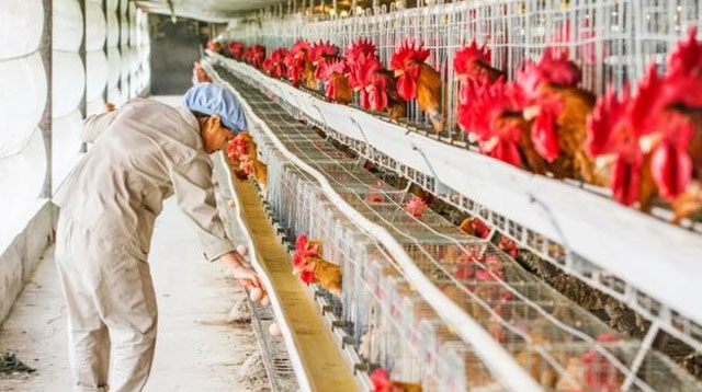 鸡肿眼睛是怎么回事用什么药,鸡眼睛肿冒泡什么病怎么治疗