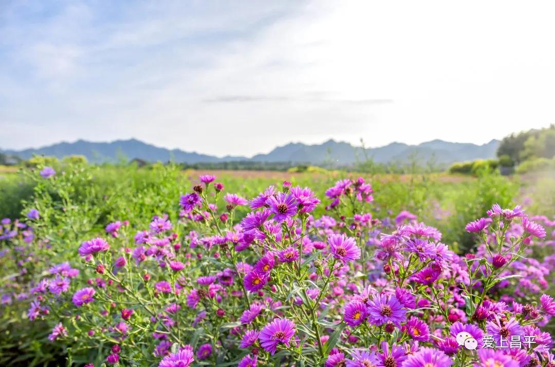 人间最美的旅游地,人间最美四月天去哪里玩