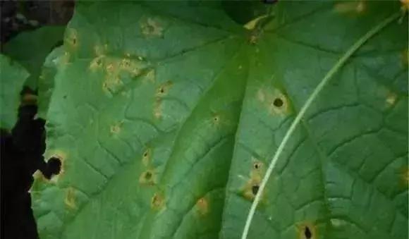 防治黑星病的农药,黑星病严重用什么杀菌剂