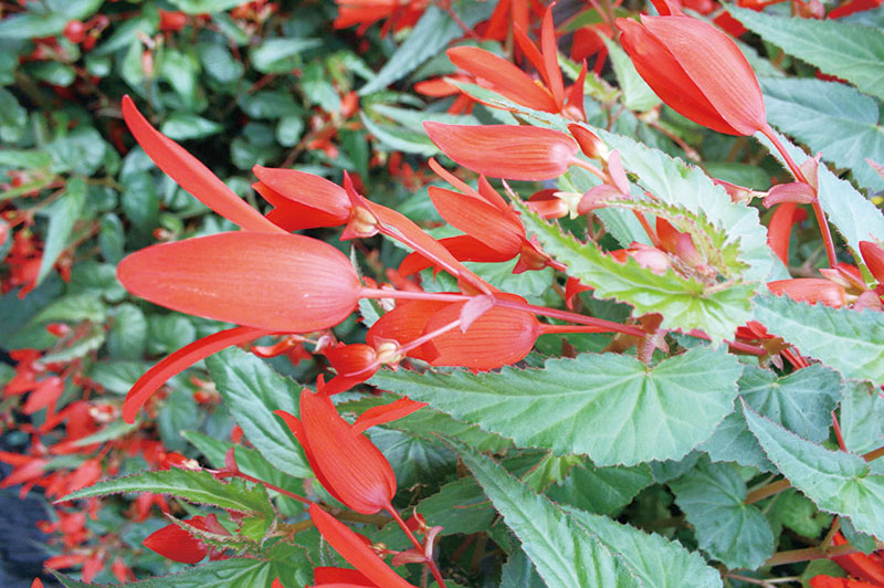 目前有多少种物种受到灭绝的威胁,物种受到威胁停滞繁衍
