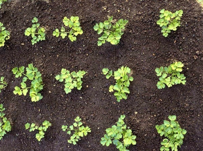 高温天气芹菜种子如何催芽,芹菜种子怎样催芽最快