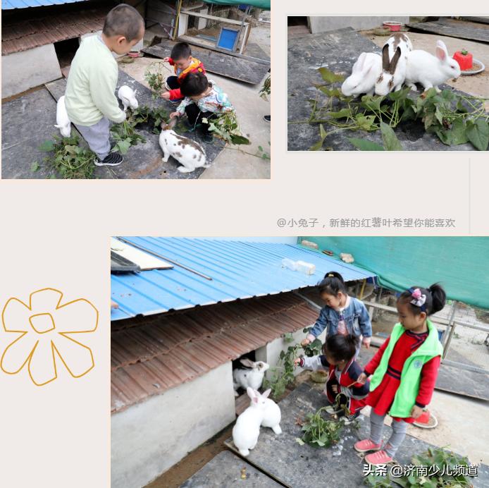 幼儿园红薯生成课活动方案,幼儿园科学教案红薯的成长过程