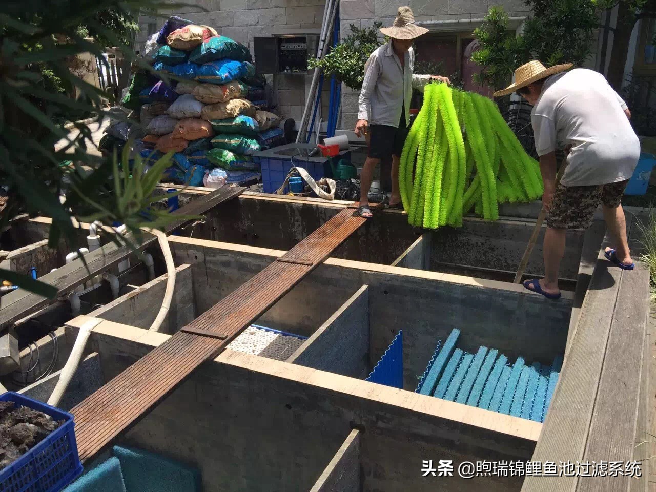 锦鲤鱼池清洗过滤的正确方法,清洗锦鲤池滤材