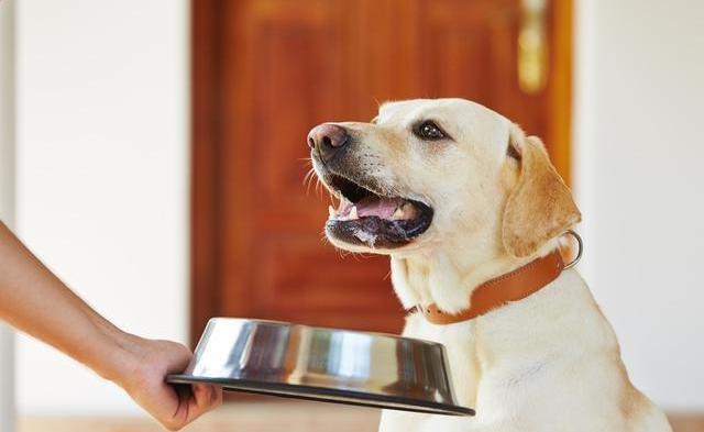 狗狗缺钙的症状狗狗缺钙怎么补,狗狗缺钙补钙针