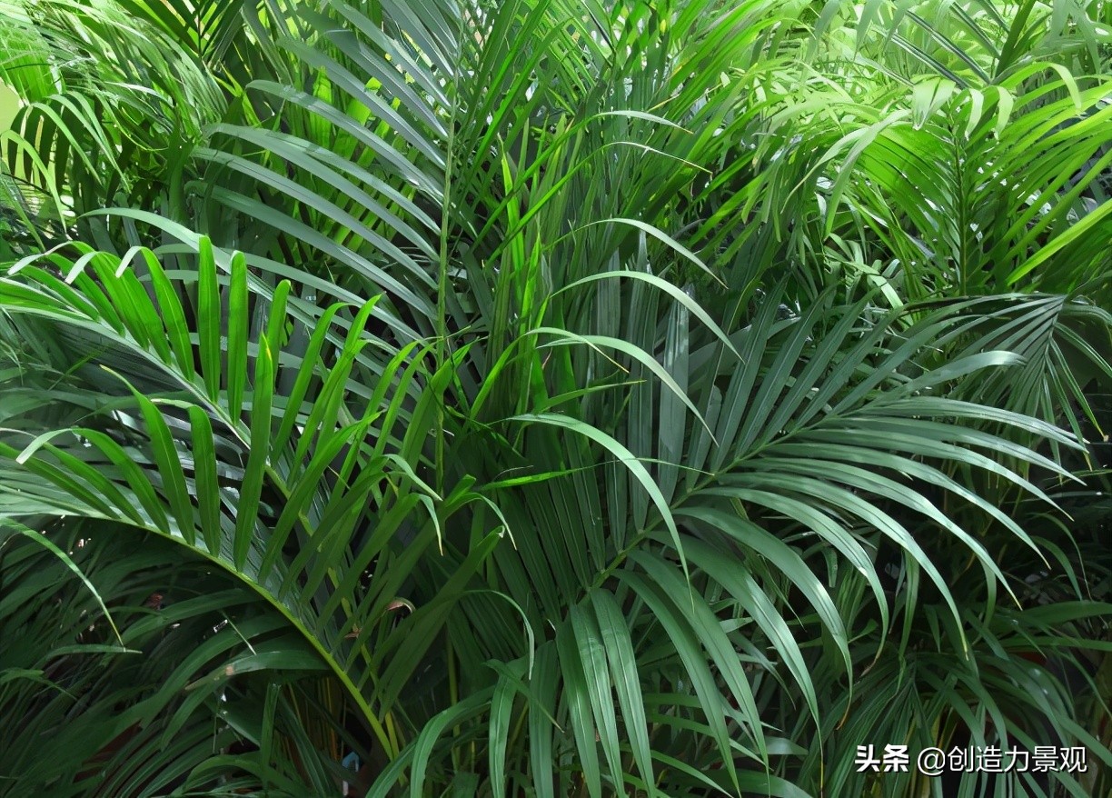 南方庭院种植什么竹子品种最好,庭院适合种什么竹子可以做隔断