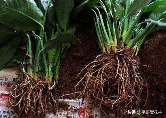 一帆风顺叶子发蔫怎么补救水培,一帆风顺黄叶怎么补救最快方法