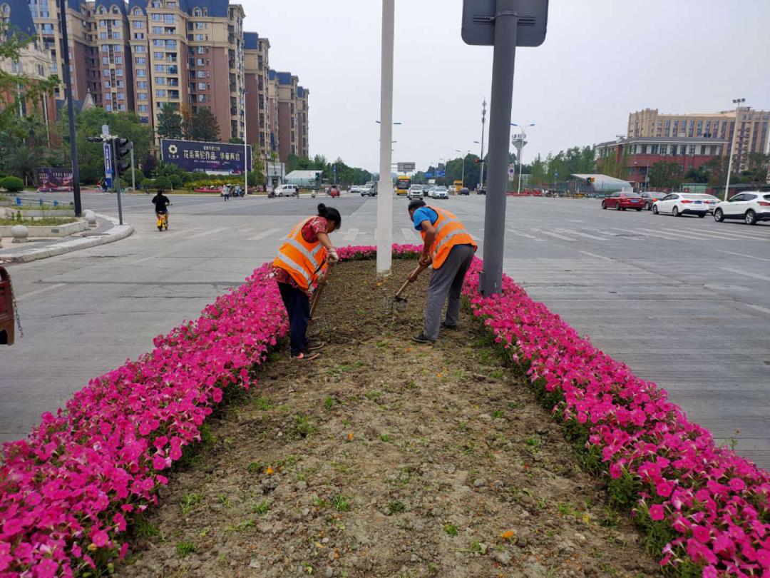 波斯菊孔雀草花海,波斯菊向日葵