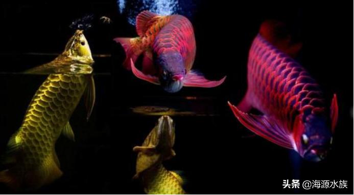 和龙鱼混养的最佳搭档,什么鱼和龙鱼可以混养