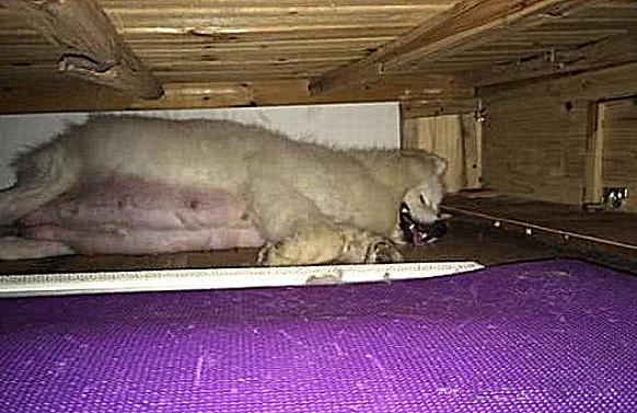 萨摩耶怀孕前兆,萨摩耶知道主人怀孕会有什么反应