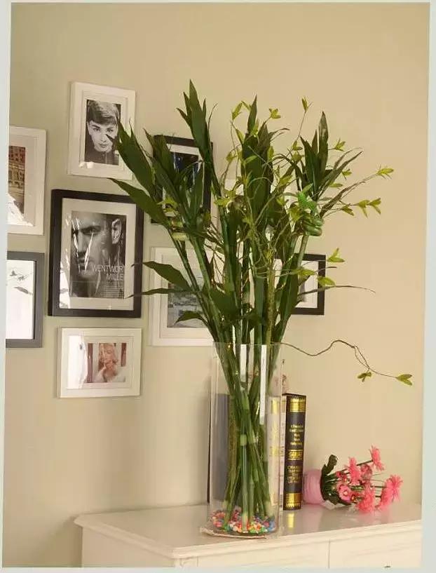 养富贵竹单数还是双数有什么讲究,富贵竹养几根有讲究吗