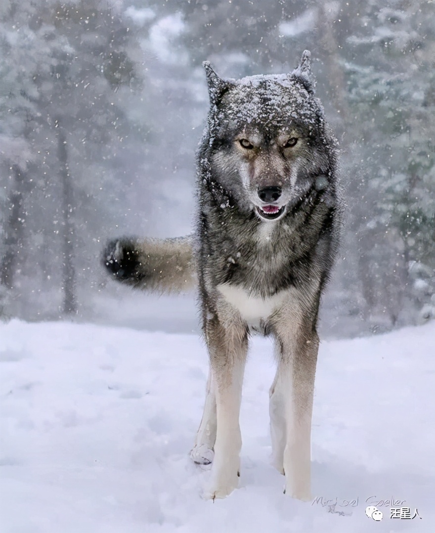 一只哈士奇都比人帅,一只哈士奇笑容跟我们人类一样