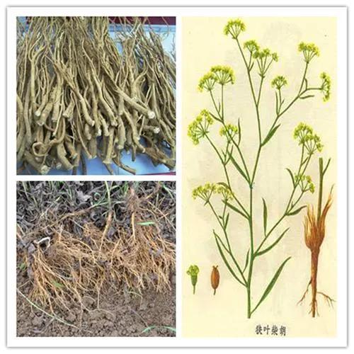 脑损伤中医名贵用药,脑内科常用药物一览表