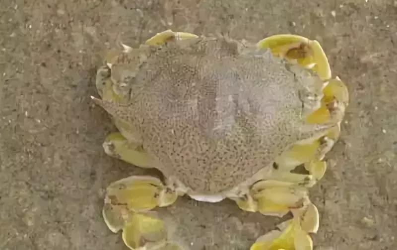 防城港怎么吃海鲜便宜不被坑,防城港干货海鲜有哪些