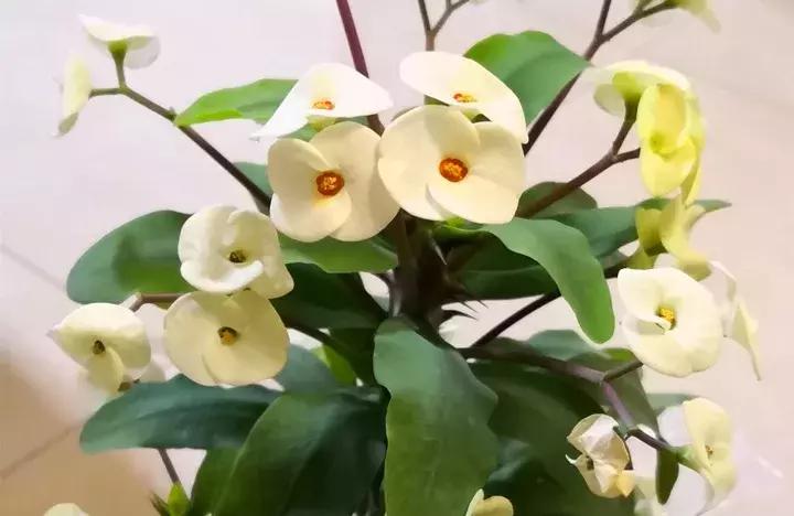 这10种花不怕晒,这3种花不能懒着养