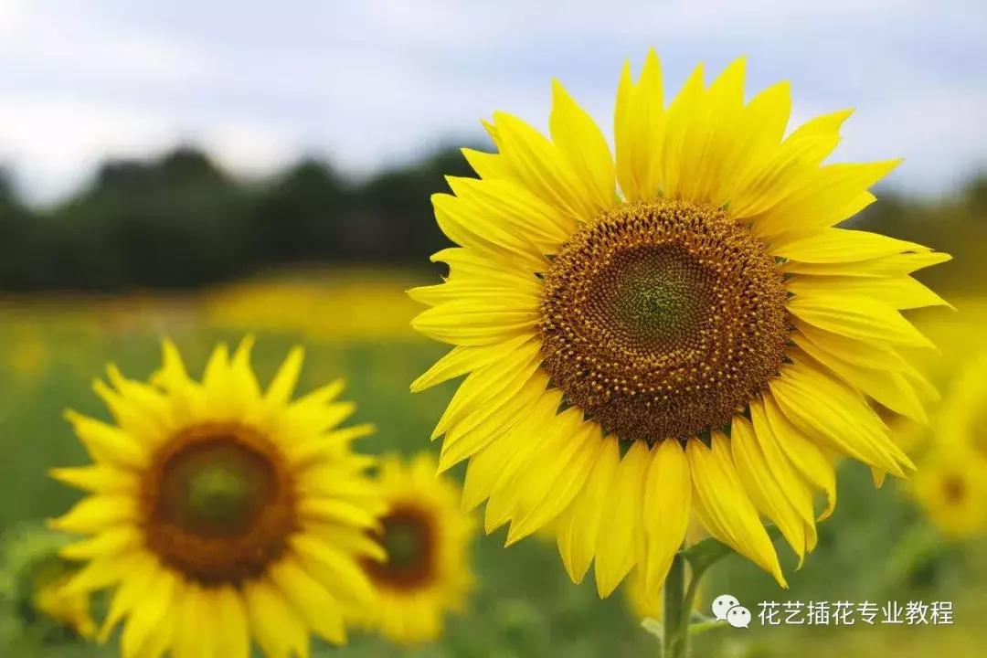 插花技巧向日葵,插花向日葵养护方法