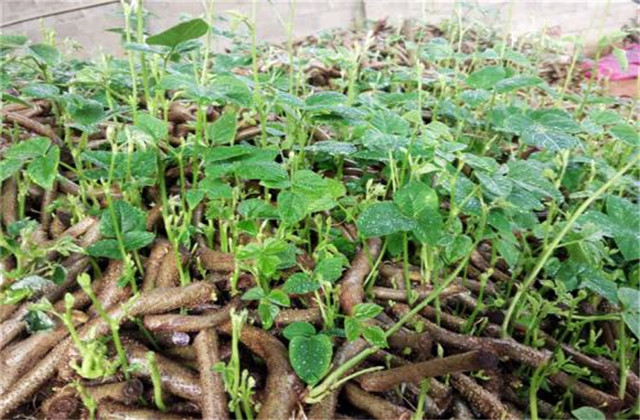 粉葛高产高品质种植选根技术,如何种植粉葛高质高产