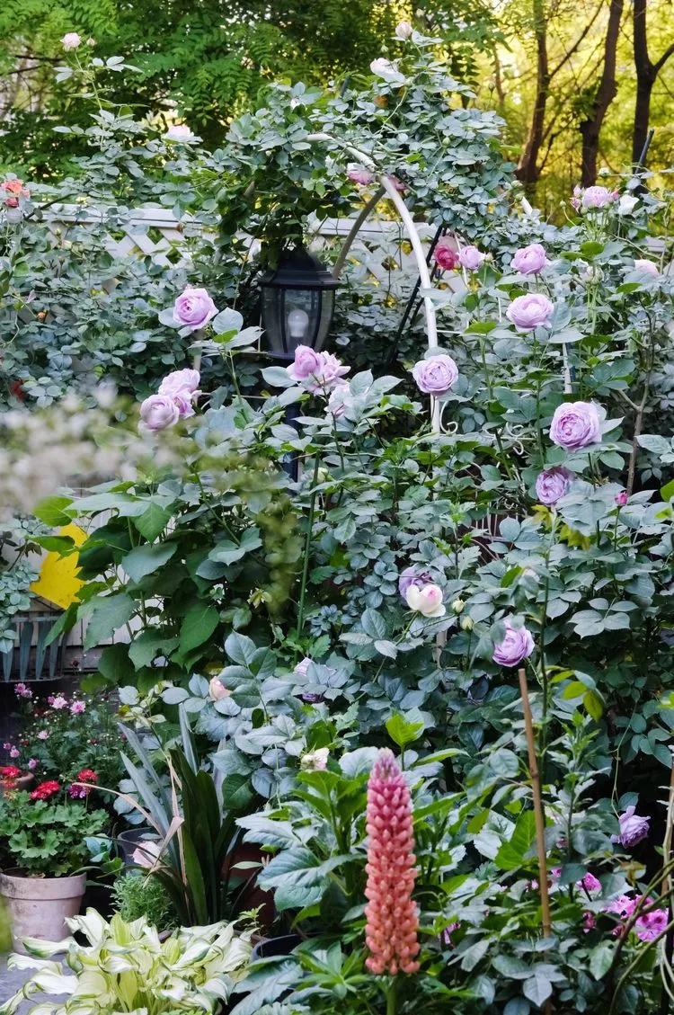 三年前买了套绿地110平三房130万,三年前耗资百万打造小院出售