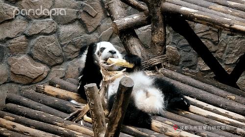 滚滚大熊猫可爱,可爱大熊猫滚滚