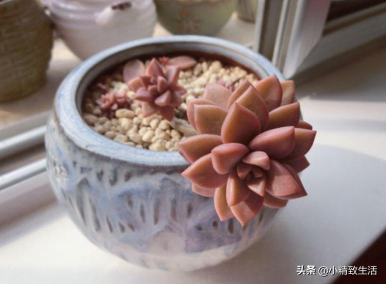 10种公认最好养好养的多肉老桩,比较好养的多肉老桩