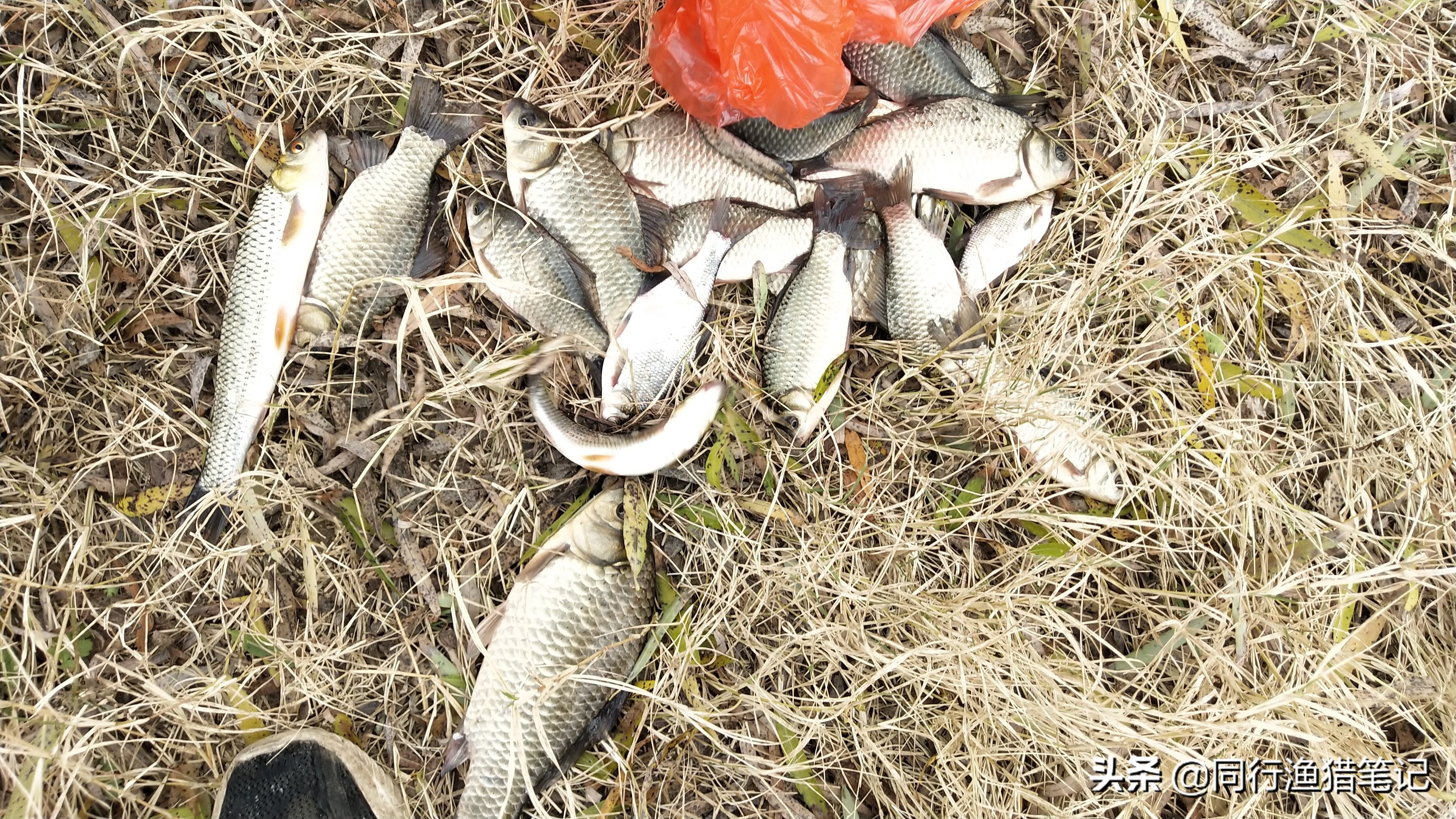 浅水钓鱼最佳方法,浅水钓鱼法