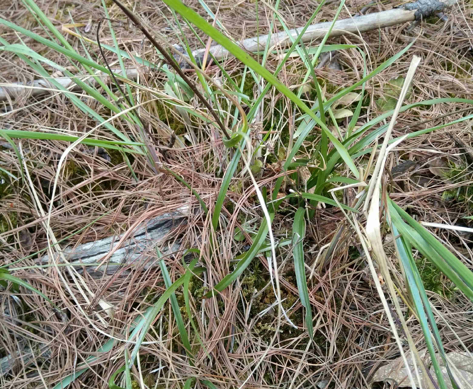 兰花缺水基本干死完了还能救活吗,兰花3个星期没浇水会不会干死