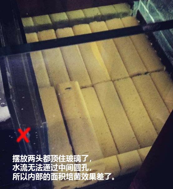 鱼缸过滤培菌效果最好的方式,鱼缸过滤培菌屋起什么作用