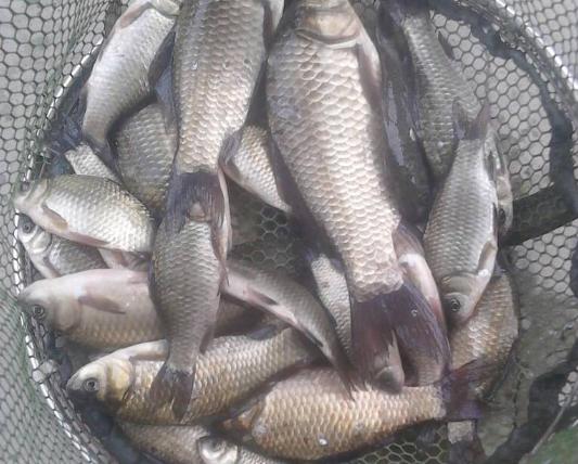 南京启迪大街探钓，僧多粥少，渔获不多，只为渔乐