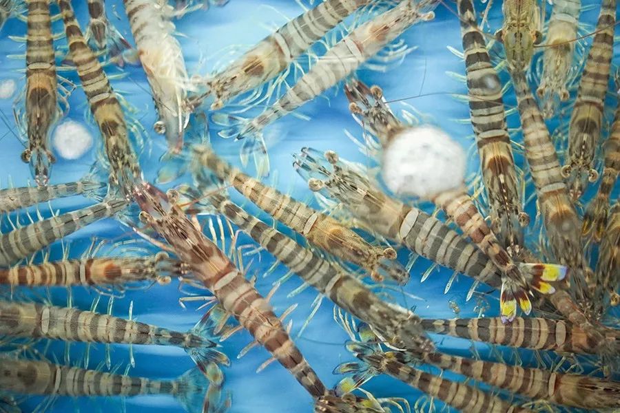 简易龙虾汤泡饭,打边炉花胶鸡汤泡饭做法