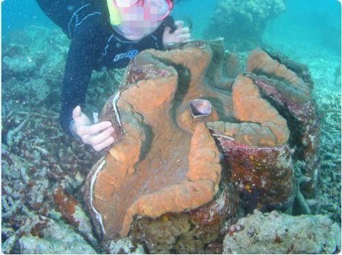 佛教七大珍宝砗磲,佛教七宝贝壳