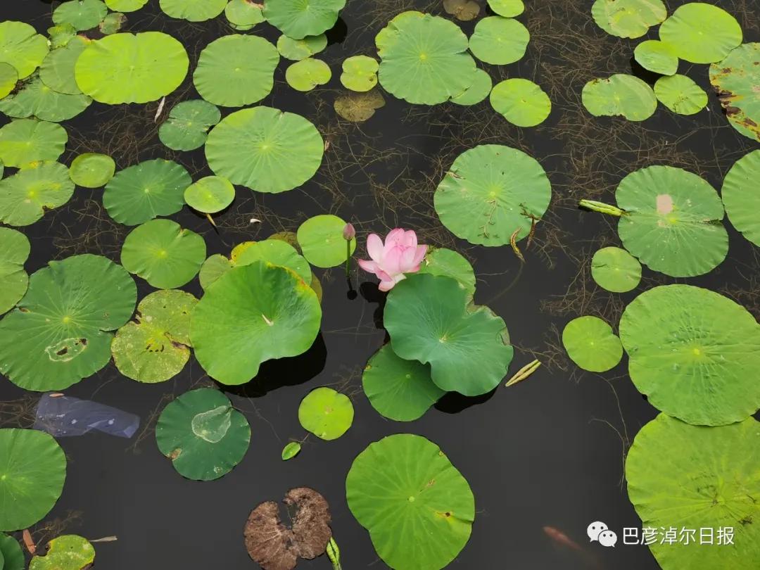 临河植物园景色,临河荷花景区