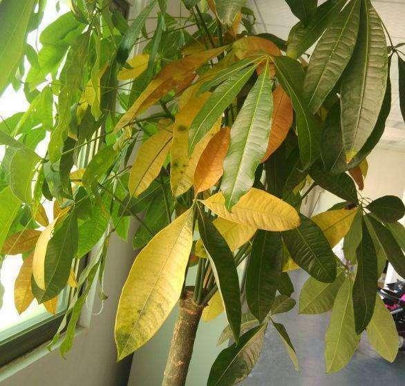 盆里加上“黄金豆”，叶片油亮亮，烂根黄叶都没有，发财树真好养