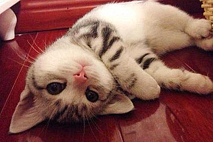 奶猫无处不能睡，铲屎官还忧心爱猫健康，检查后才知只是贪睡