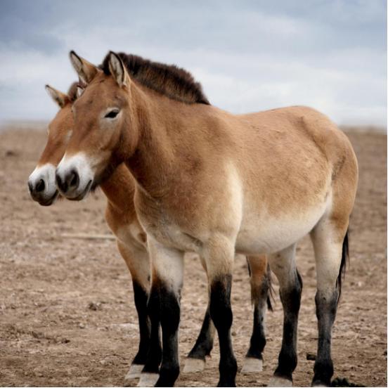 普氏野马为什么濒危,吉木萨尔濒危动物普氏野马介绍