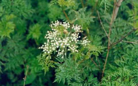 蘼芜，见过吗？即川芎的苗叶，可做香料、香囊，辟邪恶