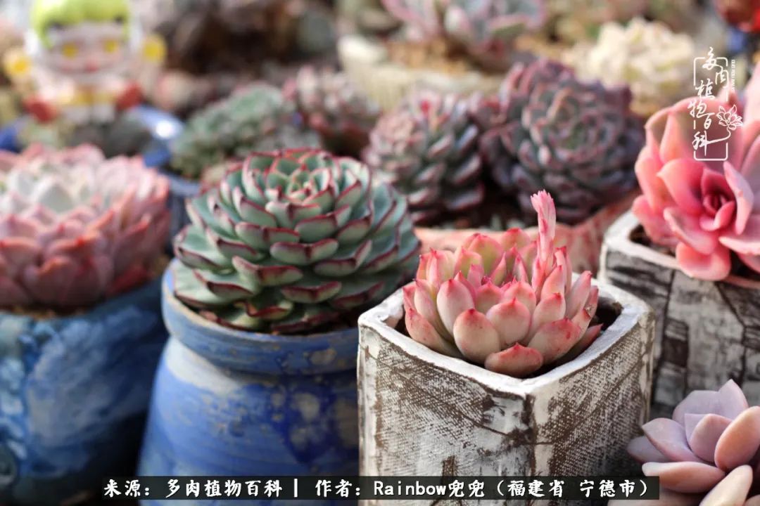 岁月无波澜余生不悲欢是啥意思,愿你岁月无波澜敬我余生无悲欢