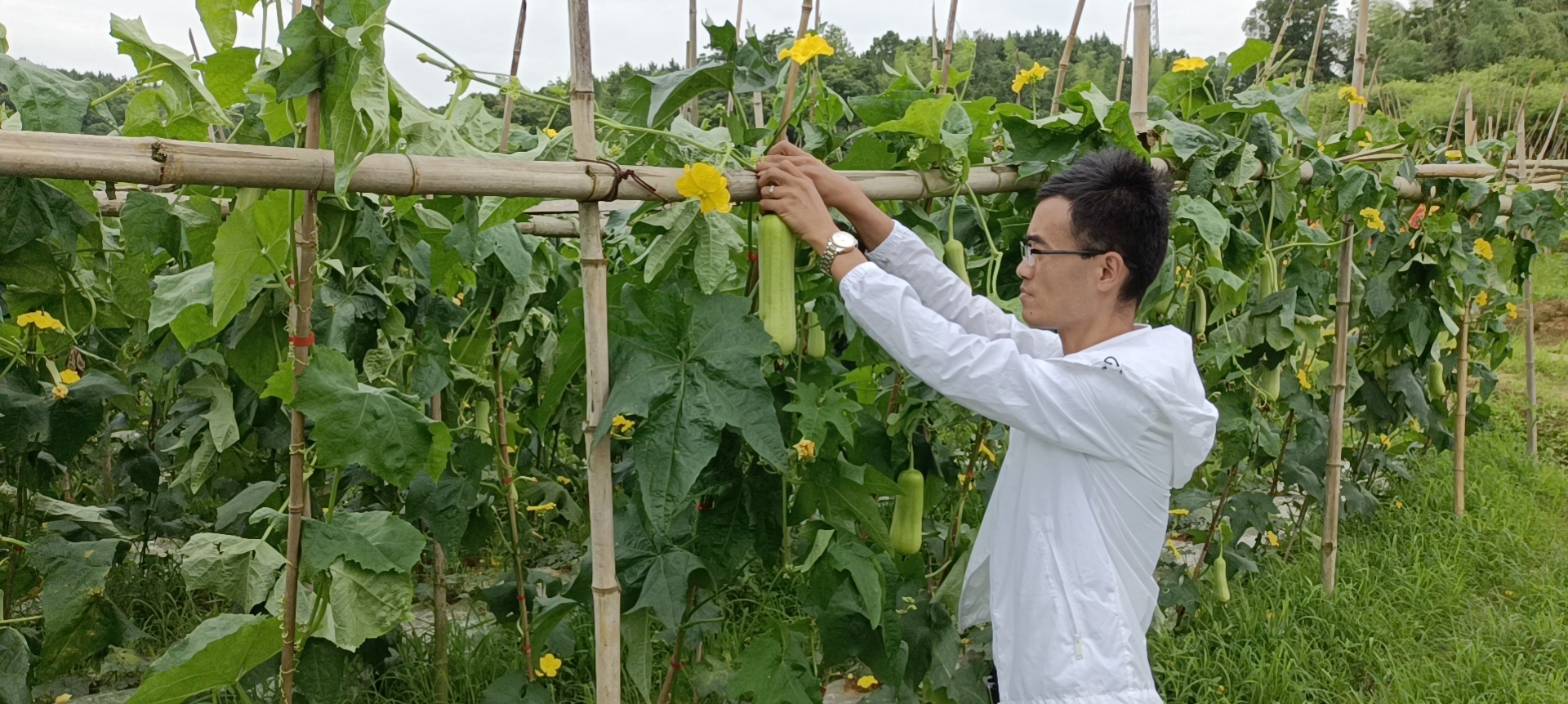 白关丝瓜基地投资每百亩多少钱,白关丝瓜特征特性