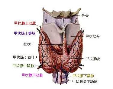 甲状腺疾病平时多注意哪些,甲状腺疾病要注意什么
