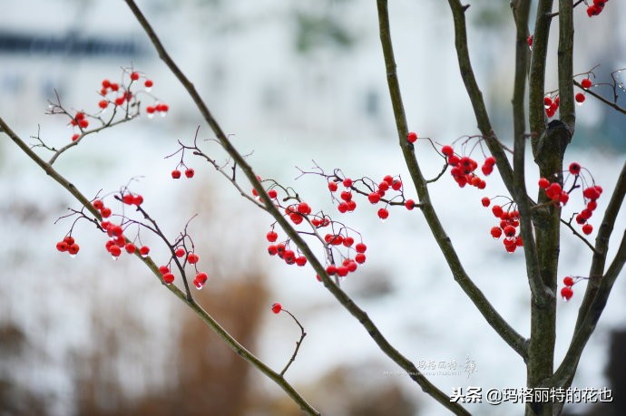 整个冬天都挂着的小红果，迷你山楂“冬果王”｜植物笔记