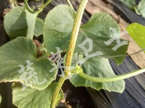 番茄专治机油病,番茄苗期得机油病