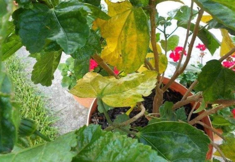 花卉黄叶最好的土办法,花卉黄叶落叶怎样防治