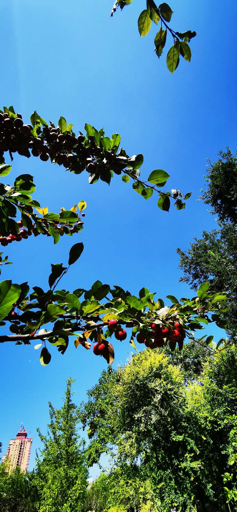 鍖椾含绉樺,鍖椾含绉樺涔嬫梾
