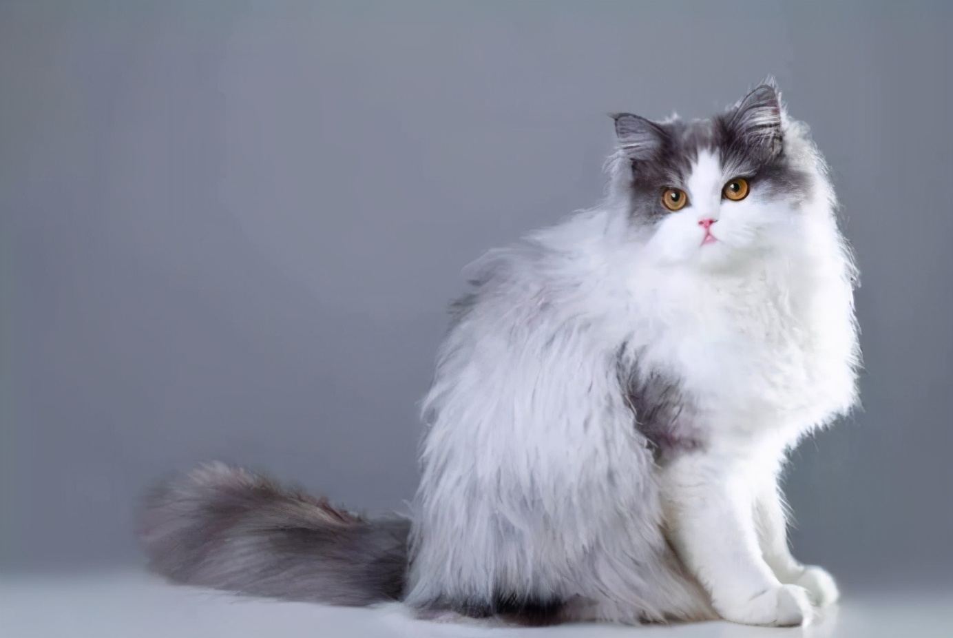 波斯猫怎么养才好养,波斯猫的优缺点是什么