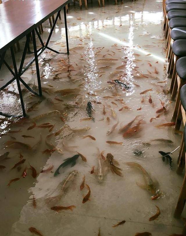 在咖啡馆的地板上养鱼,越南锦鲤咖啡厅