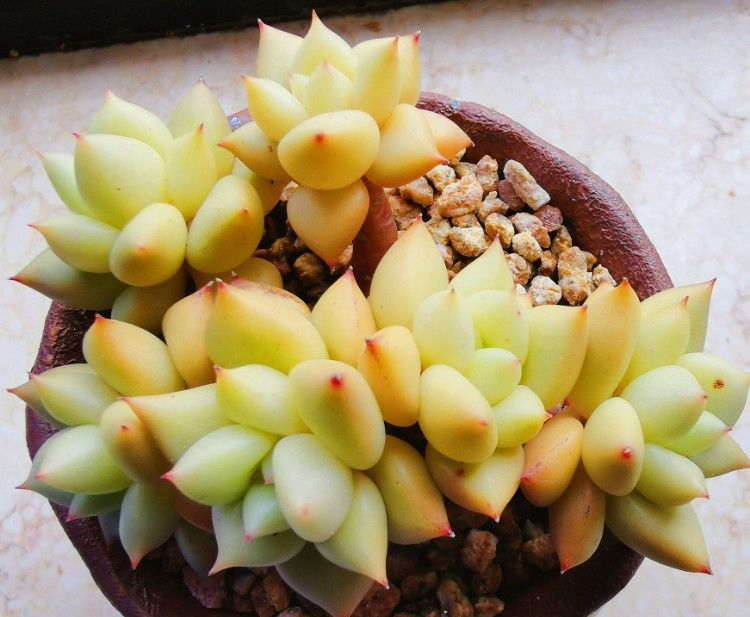 养多肉注意事项,养多肉的感悟熬过冬季