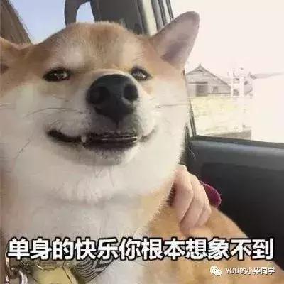 被训过柴犬值钱吗,七种柴犬