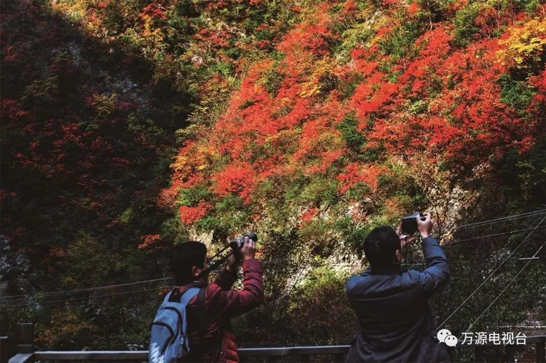 看万山红遍层林,看漫山红遍层林尽染国画