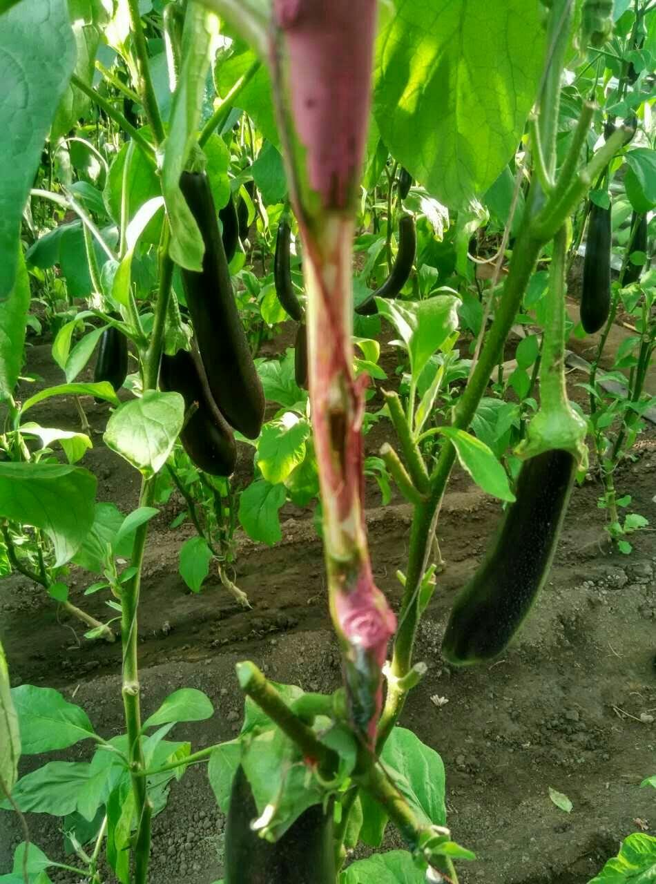 茄子整株枯死是什么原因怎么治,防治茄子死棵烂根的方法