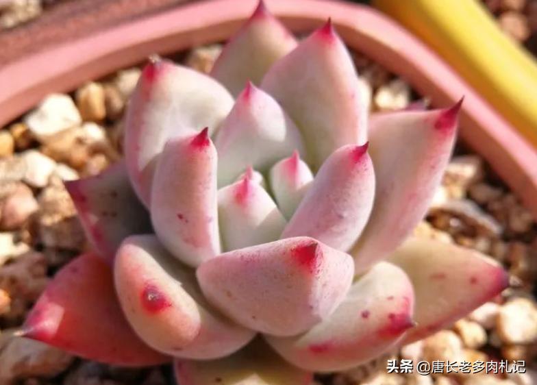 多肉卡罗拉,多肉卡罗拉是什么品种